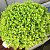 Селагинелла Краусса золотая (Selaginella kraussiana aurea), в горшочке